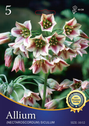 Allium siculum