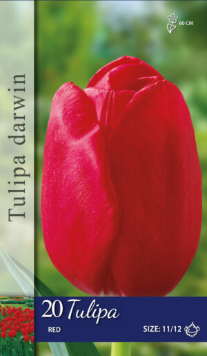 Tulipa Rood