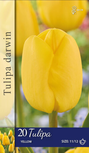 Tulipa Geel