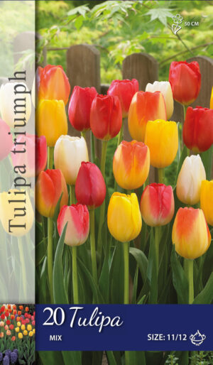 Tulipa triumph gemengd