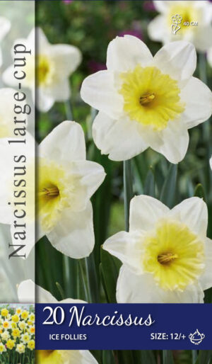 Narcissus Ice Follies