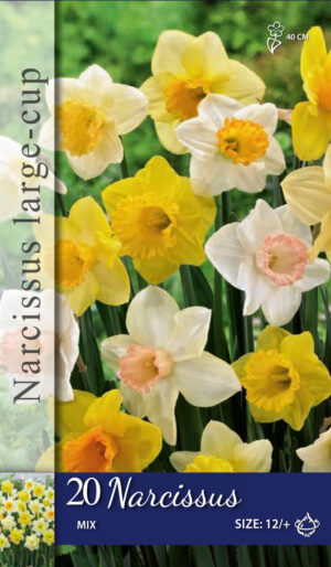 Narcissus grootkronig gemengd