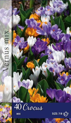 Crocus grootbloemig gemengd