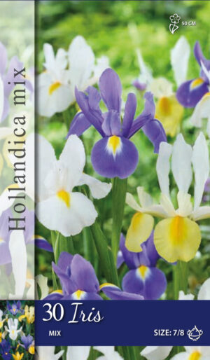 Iris hollandica gemengd
