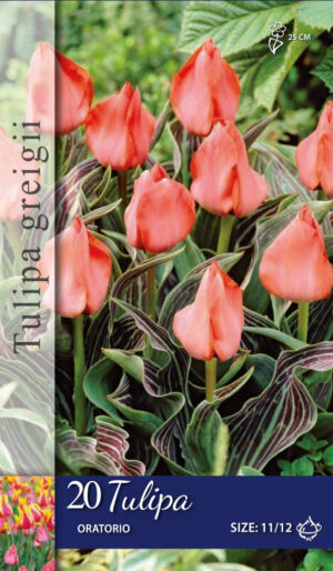 Tulipa Oratorio