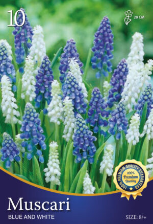Blauw en Wit