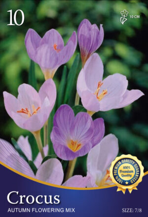 Crocus najaarsbloeiend