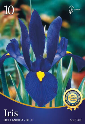 Hollandica Blauw