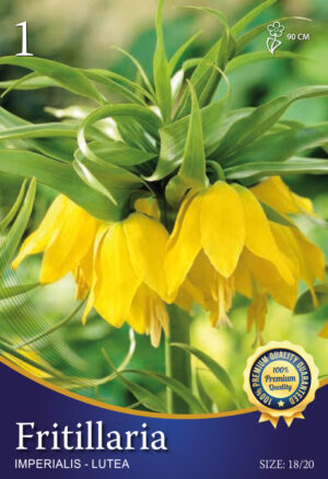 Lutea