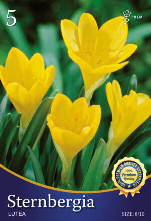 Lutea