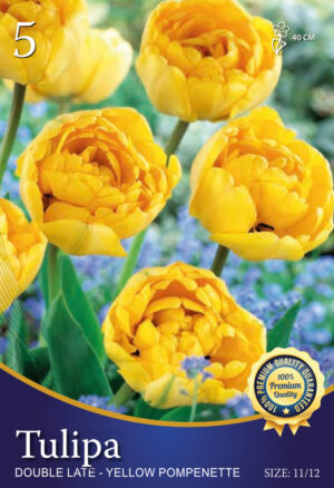 Yellow Pompenette