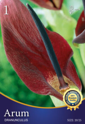 Vulgaris
