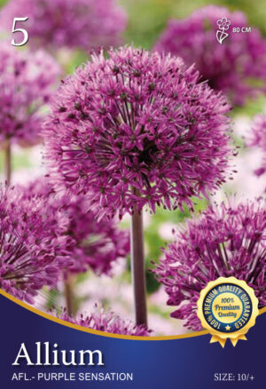 Purple Sensation