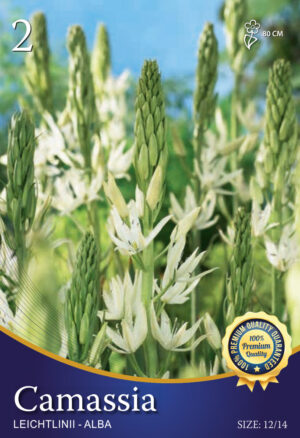 Leichtlinii 'Alba'