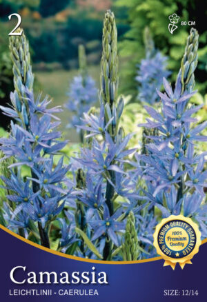 Leichtlinii 'Caerulea'