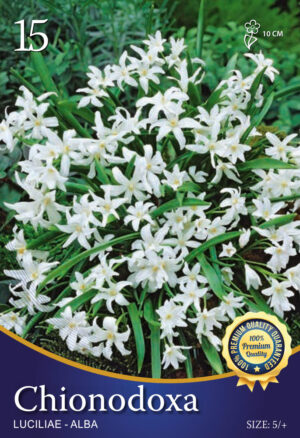 Luciliae'Alba'