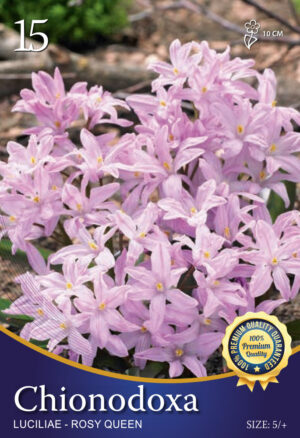 Luciliae 'Rosy Queen'