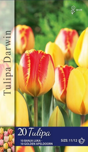 Tulipa darwin Geel/Geel Rood Gemengd