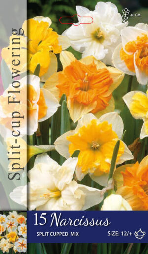 Narcissus spleetkronig gemengd