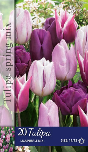 Tulipa Lila/Purple mix